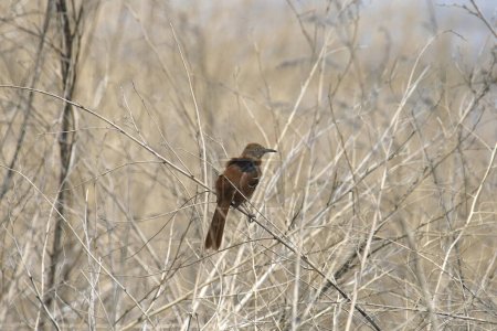 Photo for Brown Thrasher (toxostoma rufum) perched in some tall dry grass - Royalty Free Image