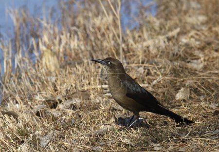 Great-tailed Grackle (female) (quiscalus mexicanus) standing in some dry grass