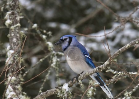 Blue Jay (cyanocitta cristata) perched on the branch of a snowy tree