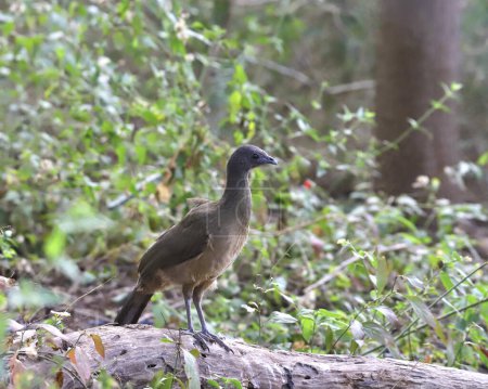 Plain Chachalaca (ortalis vetula) standing on a big log in a forest