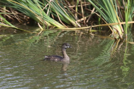 Pied-billed Grebe (podilymbus podiceps) swimming along the edge of a pond