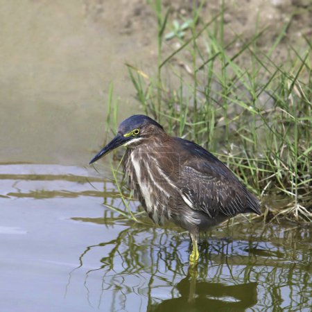 Green Heron (butorides virescens) standing at the edge of a wetland