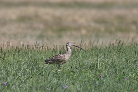 Long-billed Curlew (numenius americanus) foraging in some tall grass