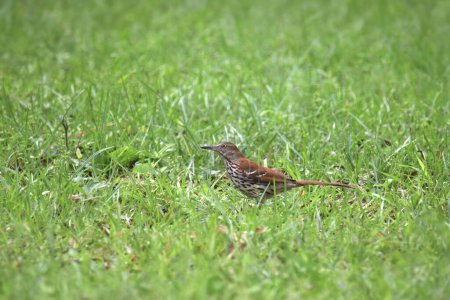 Photo for Brown Thrasher (toxostoma rufum) perched in a some thick grass - Royalty Free Image