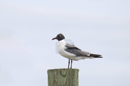 Laughing Gull (leudophaes atricilla) perched on a wooden post