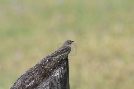 Yellow-rumped Warbler (Myrtle, female) (setophaga coronata) perched on a wooden fence post