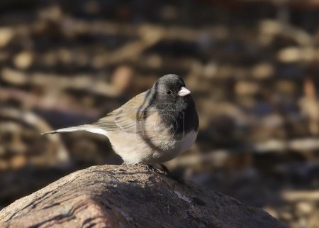 Dark-eyed Junco (Oregon Group) (junco hyemalis) perched on a big rock