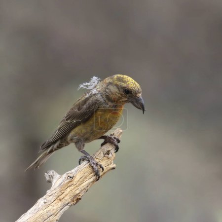 Red Crossbill (immature) (loxia curvirostra) perched on the end of a dead branch