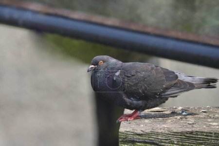 Rock Pigeon (columbia livia) poised at the edge of a wooden dock