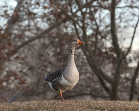 Greater White-fronted Goose (anser albifrons) standing on a grassy lawn
