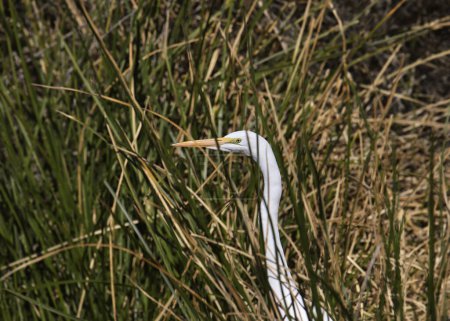 Great Egret (ardea alba) peering out through some tall grass