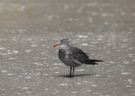 Heerman's Gull (larus heermanni) perched on a concrete dock