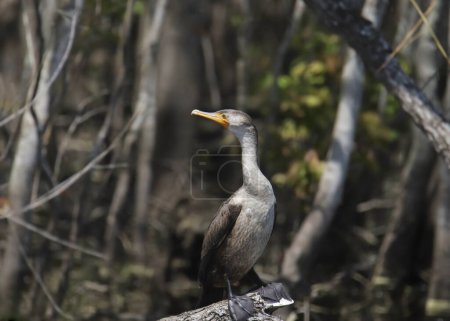 Double-crested Cormorant (immature) (phalacrocorax auritus) perched on branch at the edge of a swamp