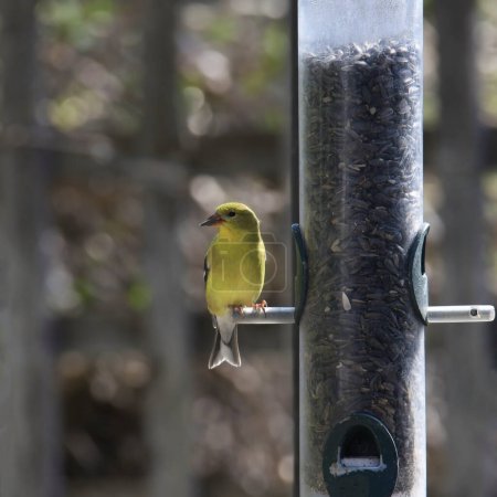 American Goldfinch (female) (spinus tristis) eating at a cylinder birdfeeder