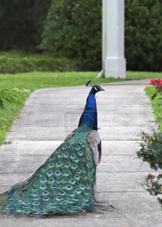 Indischer Pfau (pavo cristatus) blickt zurück, während er auf dem Bürgersteig geht