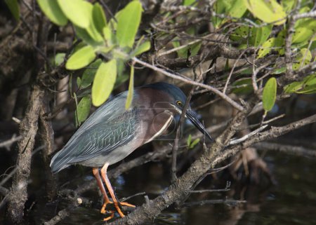 Green Heron (butorides virescens) poised in some vegetation at the edge of a pond