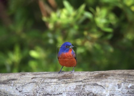 Painted Bunting (male) (passerina ciris) perched on a big log