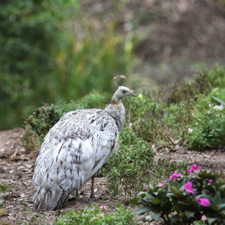 Peafowl indio (leucista) (pavo cristatus) de pie en un jardín