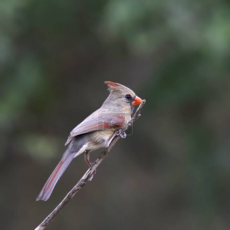 Northern Cardinal (female) (cardinalis cardinalis) perched at the end of a small branch