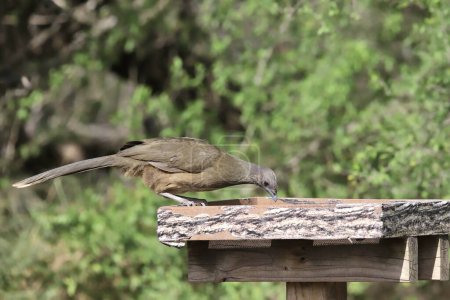 Chachalaca (ortalis vetula) comiendo en una plataforma comedero de aves