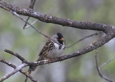 Harris's Sparrow (zonotrichia querula) perched on a branch