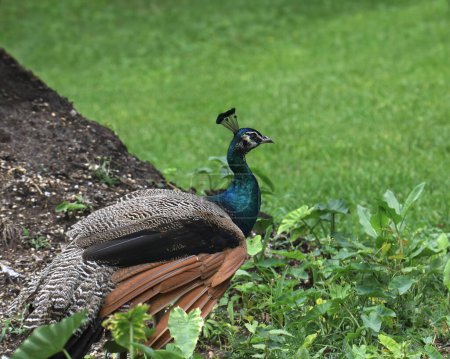 Indian Peafowl (female) (pavo cristatus) standing at the edge of a grassy lawn