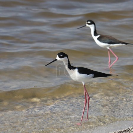 Two Black-necked Stilts (himantopus mexicanus) standing in shallow water