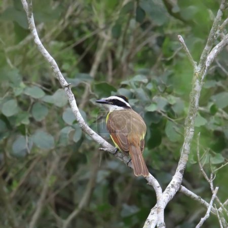 Great Kiskadee (pitangus sulphuratus) looking back from it's perched on a branch