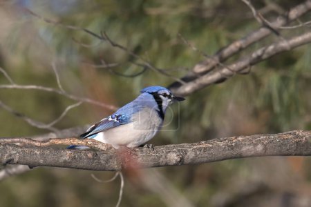 Blue Jay (cyanocitta cristata) perched on a branch