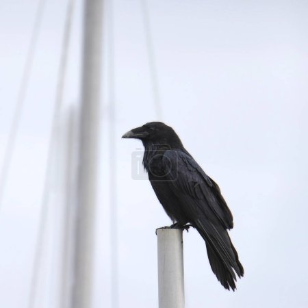 Corbeau commun (corvus corax) perché sur le mât du bateau