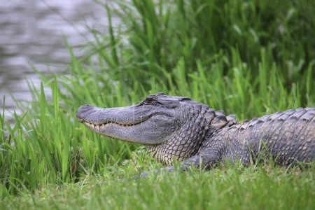 Primer plano de un gran cocodrilo (alligator mississippiensis) tendido en un poco de hierba con sus dientes mostrando