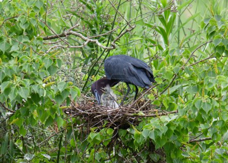 Erwachsene Blaureiher (egretta caerulea) hüten Babys in einem Nest