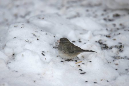 Dark-eyed Junco (Slate-colored) foraging on snowy ground