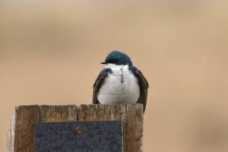 Tree Swallow (tachycineta bicolor) perched on a wooden trail marker