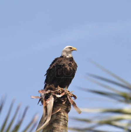 Águila calva (haliaeetus leucocephalus) posada sobre un tocón de palmera