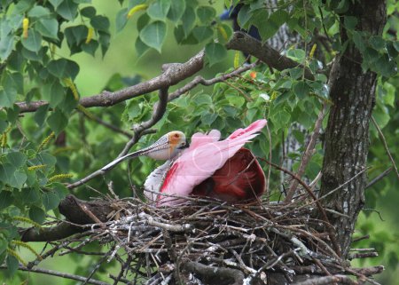 Spoonbill rosado (platalea ajaja) sentado en su nido en un árbol frondoso