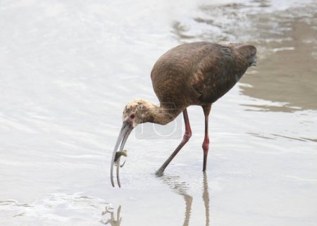 White-faced Ibis (immature) (plegadis chihi) with small critter in it's beak