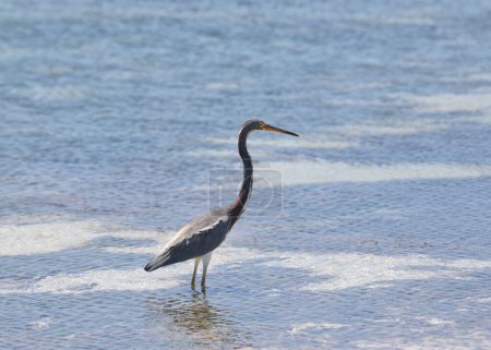 Tricolored Heron (egretta tricolor) standing in shallow water