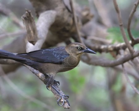 Great-tailed Grackle (female) (quiscalus mexicanus) perched in a tree