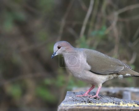 Photo for White-tipped Dove (leptotila verreauxi) perched on platform bird feeder - Royalty Free Image