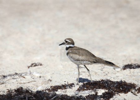 Ciervo (charadrius vociferus) de pie en una playa de arena