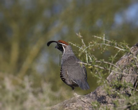 Gambel's Quail (male) (callipepla gambelii) perched in desert shrub