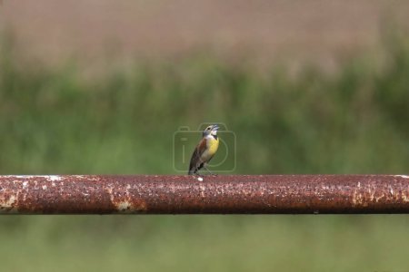Dickcissel (spiza americana) calling out from it's perch on a metal pipe