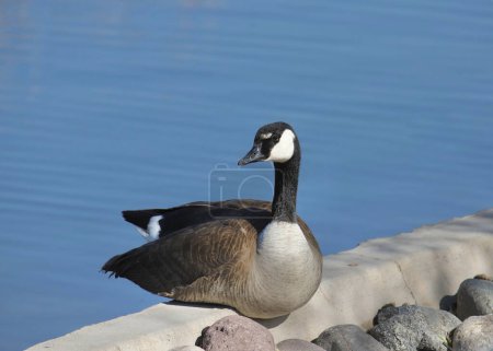 Cackling Goose (branta hutchinsii) perched on a concrete dike
