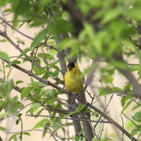 American Goldfinch (male) (spinus tristis) perched in a leafy tree
