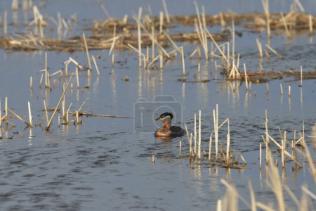 Photo for Red-necked Grebe (podiceps grisegena) swimming in a grassy wetland - Royalty Free Image