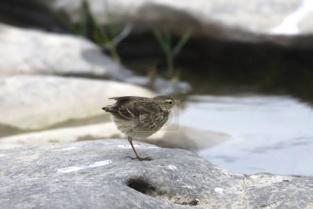 American Pipit (anthus rubescens) foraging in a rocky stream