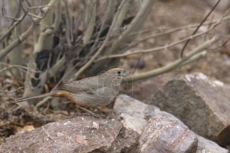 Canyon Towhee (melozone fusca) perched in some rocks