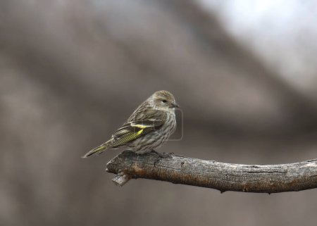 Pine Siskin (spinus pinus) perched at the end of a branch