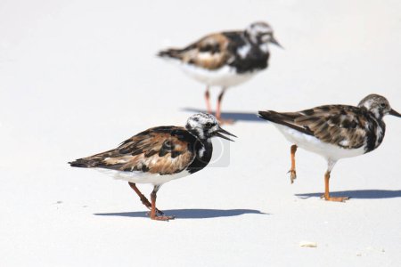 Ruddy Turnstones (arenaria interpes) perched on a sandy beach 